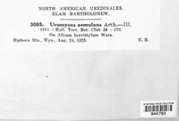 Image of Uromyces aemulus
